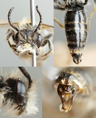 Andrena ventralis